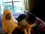 Video divertente un pappagallo fa le coccole ad un gatto!