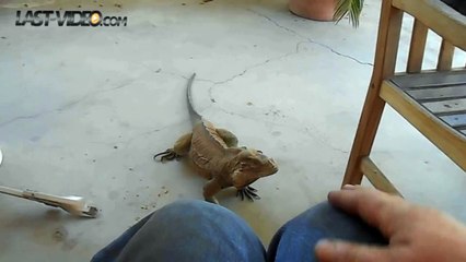 Lézard saute sur les genoux