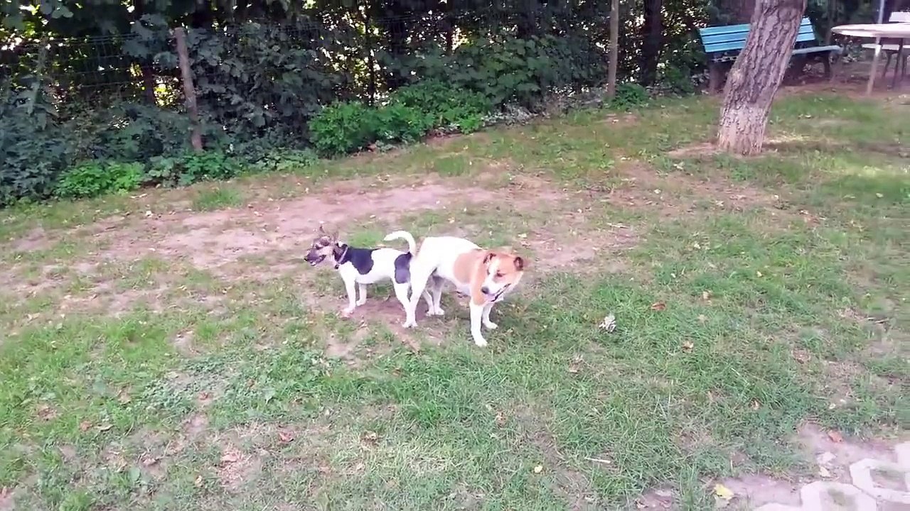 SEX Animal Funny videos Funny Dogs ,Cats.mp4