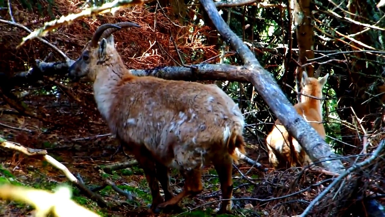 Chasse au chamois 2014