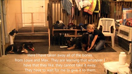 Elhart K 9's Puppy Training, Behavior. and Crate Tips