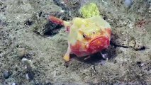 Descubren una especie nueva en las profundidades del mar cerca de Puerto Rico