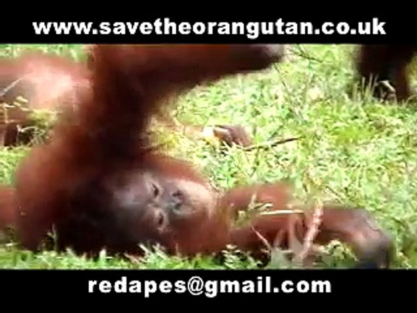 Save the Orangutans Part 3 of 3