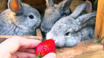 Flemish Giant Bunny Rabbit and Babies Bunnies Eating Strawberry and Carrot