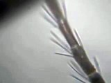 Antenne d'un petit insecte parasite de 1mm (poux?)