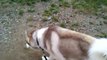 Our Siberian Husky Thunder off leash for first time.