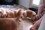 Basset Hound puppies video