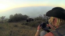 Catalina Island wildlife American bison animal fact video