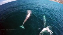 4k drone video of baby gray whale on migration in Laguna Beach