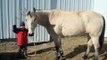 Well-Started Calf roping/Break-away/Heeling Horse For Sale.