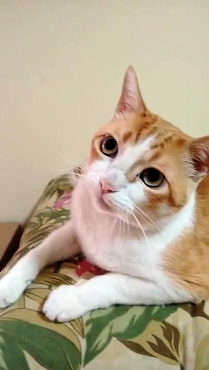 Cute Cat Sings with Owner!