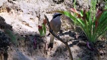 Bitininkas (Merops apiaster) European Bee-eater