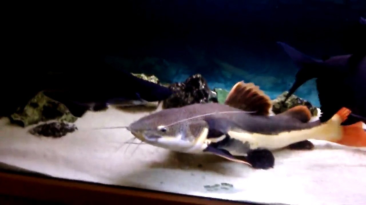 Very big red tail catfish
