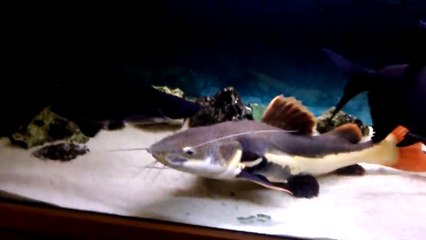 Very big red tail catfish