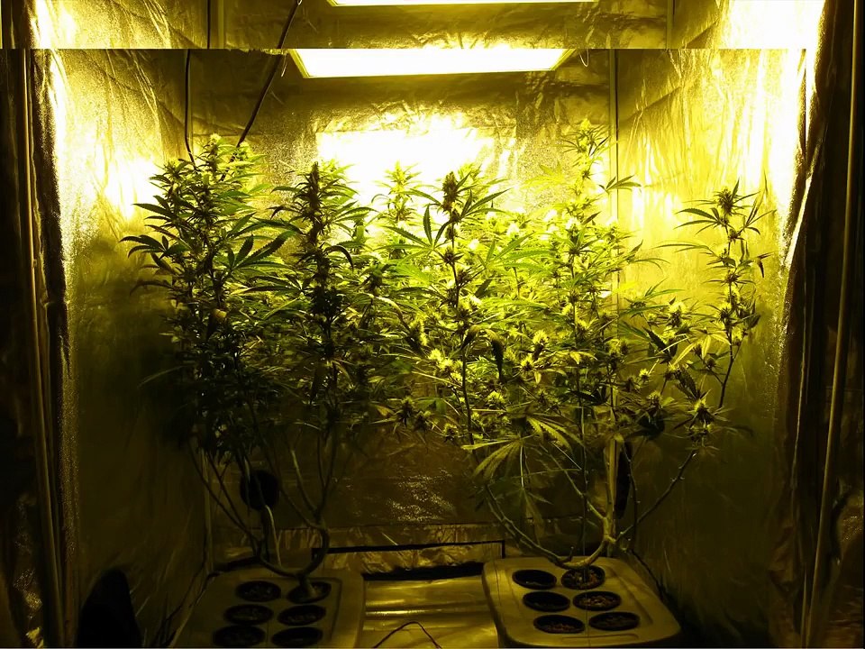 600W Hydroponic DWC Cannabis Grow - 23oz Harvest