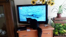 Funny Cat Videos 2014 - Komik Kedi Videoları