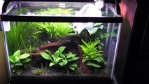 Planted Tank update 3-Plant grown and algae battle