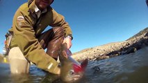 Fly Fishing North Platte River for Monster Rainbow Trout