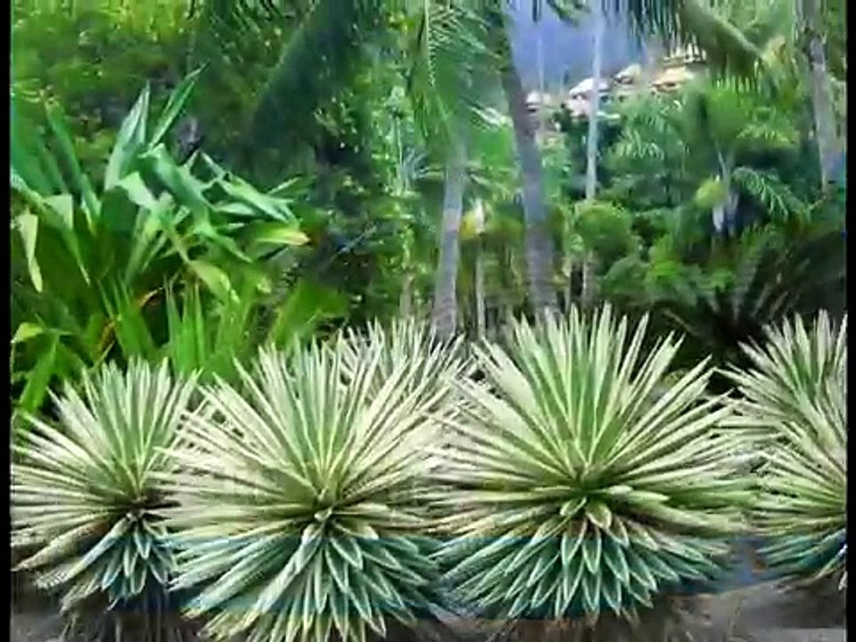 French Polynesia, Moorea, Bora Bora Honeymoon