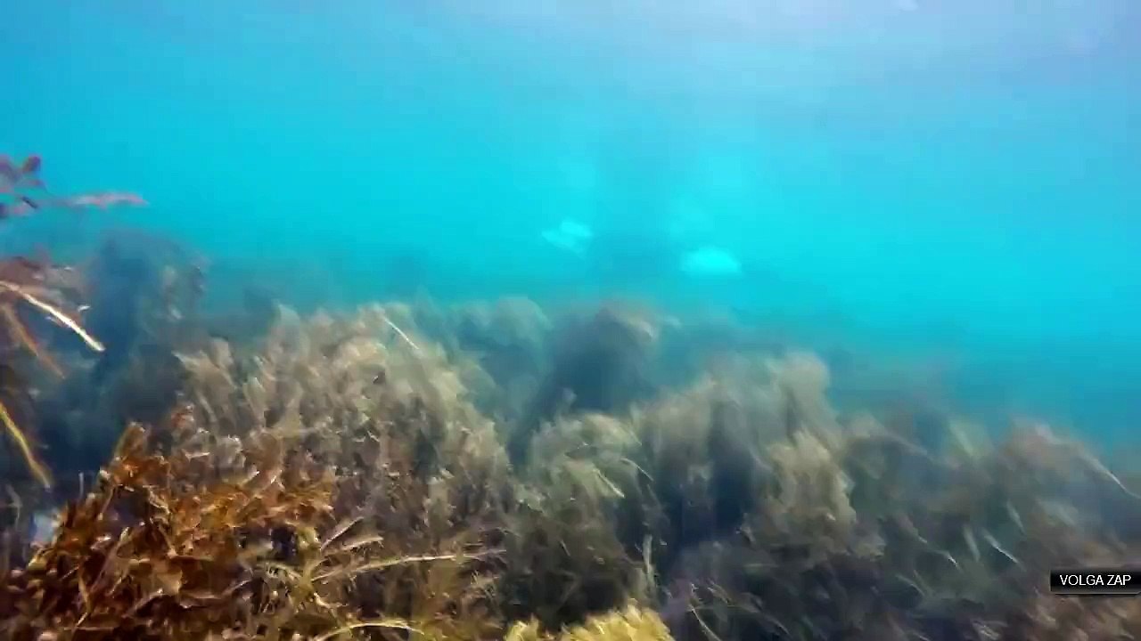 plongée avec des orques