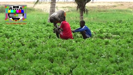 Pour "la sécurité maritime", les maraîchers voisins de l’hôtel Sarakawa sont sommés de partir