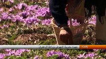 المغرب : الزعفران، زراعة من دون جدوى للمزارعين