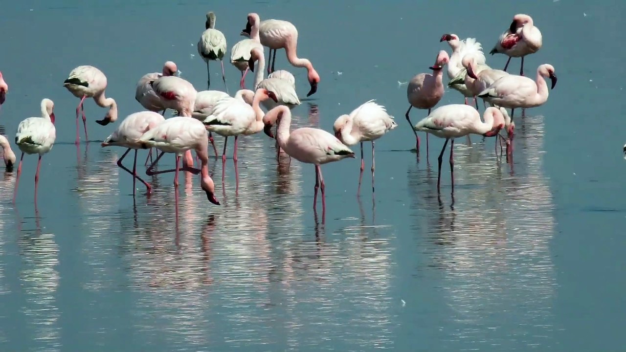 flamands roses à Walvis Bay