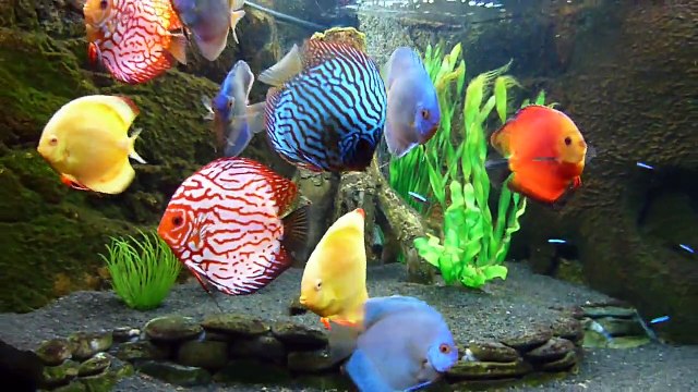 JUWEL Trigon 350 Diskusfische Discusfish Diskus Discus Rock&Root