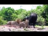 Lions attacks cape buffalo in Chobe 2014 HD