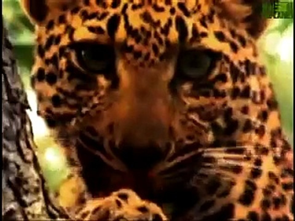 -Animal Face-Off- Gorilla vs. Leopard