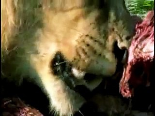 - Animal Face-Off- Lion vs. Crocodile