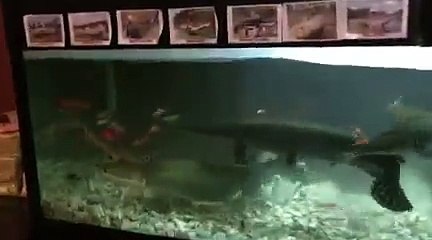 Amazone monster fish in big aquarium 2