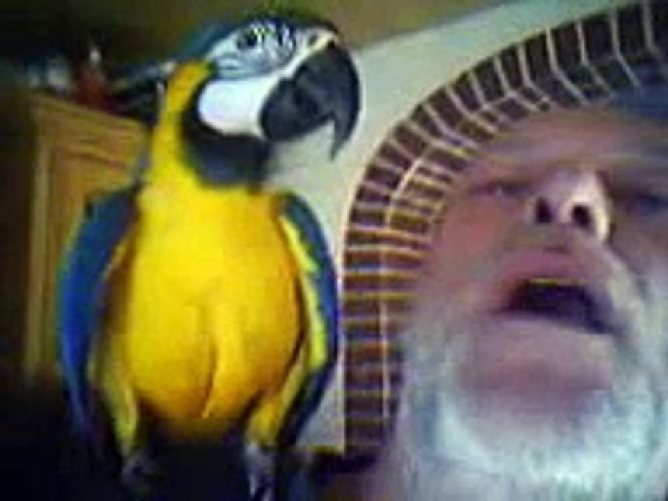 Cora quatscht...  ( Gelbbrustara spricht ) blue and gold macaw