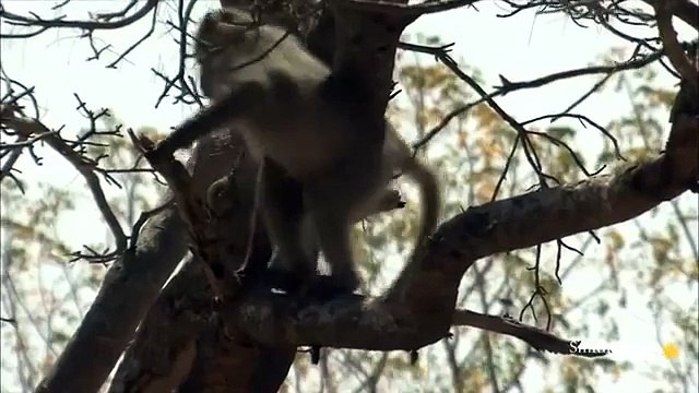 National Geographic Documentary Wild Animals attack National Geographic Animals ✔ ► P.6