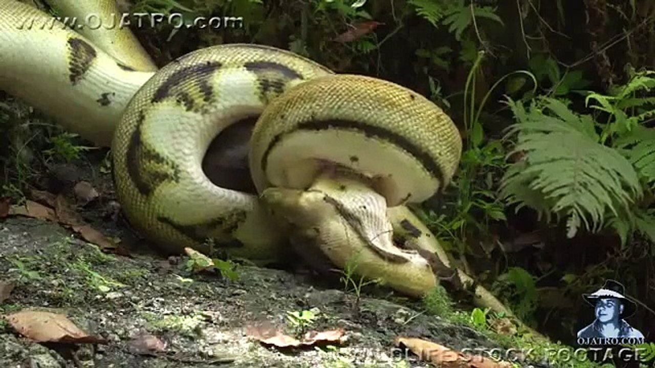 National Geographic Documentary Wild Animals attack National Geographic Animals ✔ ► P.4