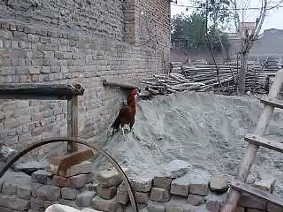 pindi chamion aseel