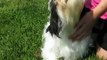 Havanese, LOS PERRITOS PAN, TN, NC, FL, NY, VA, SC, KY, AL, GA