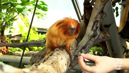 Tamarins