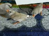 My pet zebra finches playing