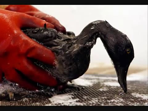 Opie and Anthony: Oil Thieves (Birds) - Jim Norton Rant