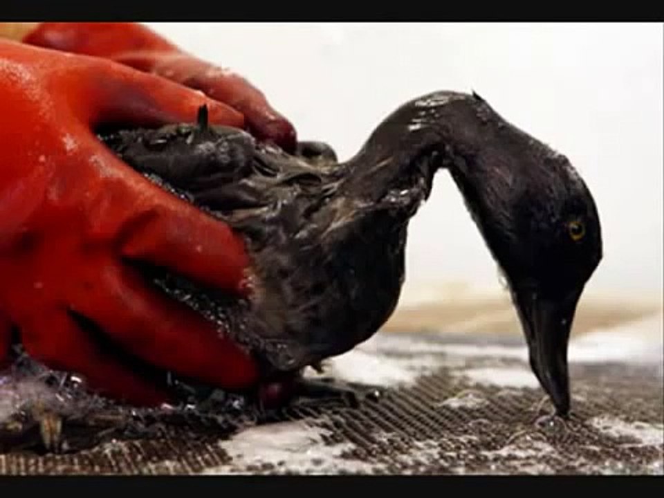 Opie and Anthony: Oil Thieves (Birds) - Jim Norton Rant