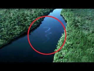 Serpiente Gigante en el Amazonas