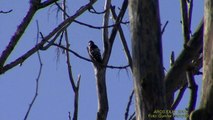 MINDRE HACKSPETT  Lesser Spotted Woodpecker (Dendrocopos minor)  klipp - 1377