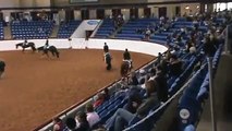 All The Way Fancy APHA mare 2012 World Show