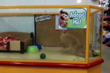 Jinxie Luvz Charlie - Cute Dog Video!