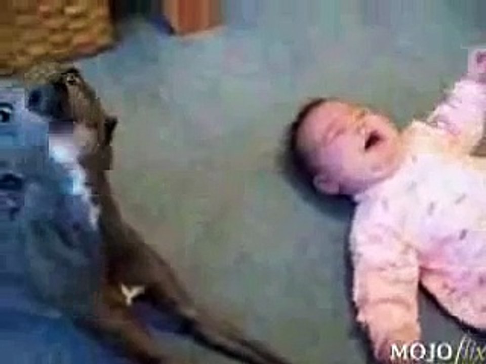 الكلب الدايه