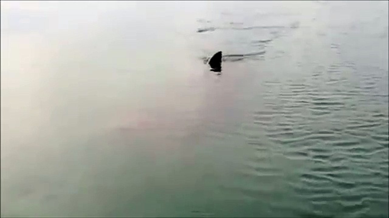 Enorme Requin en Bretagne (la Trinité)