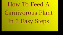 NEVER GET BITEN Again. How to Feed a Carnivorous Plant in 3 Easy Steps. Basic Nepenthes Care