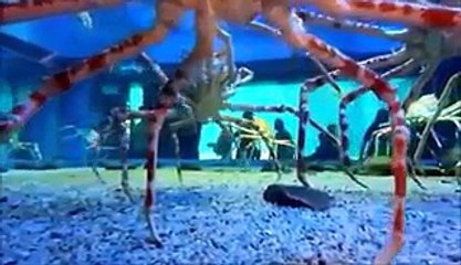 Free Flights To London Ten Extremely Massive Animals