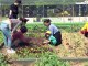 A Séoul, l'art du jardinage atteint des sommets